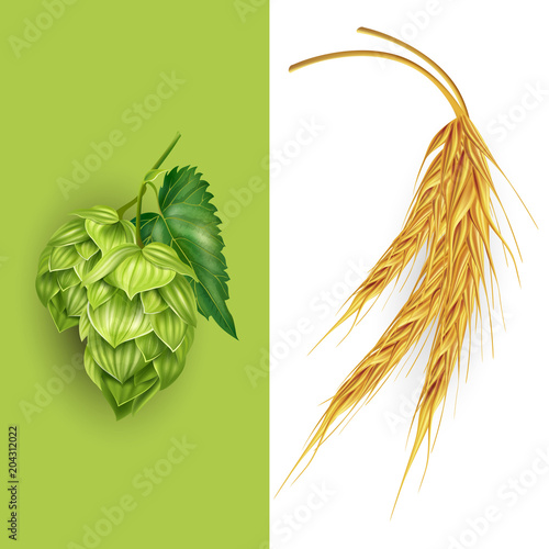 Hops and malt. Vector illustration