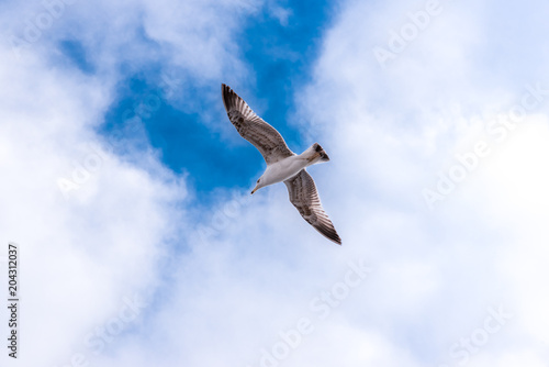 Single big seagull hovering high in clean blue sky