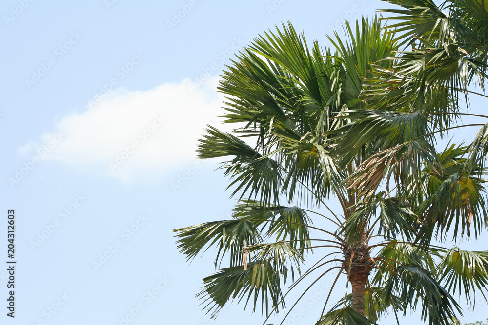palm tree and bright blue sky clouds background palm tree and bright blue sky clouds background