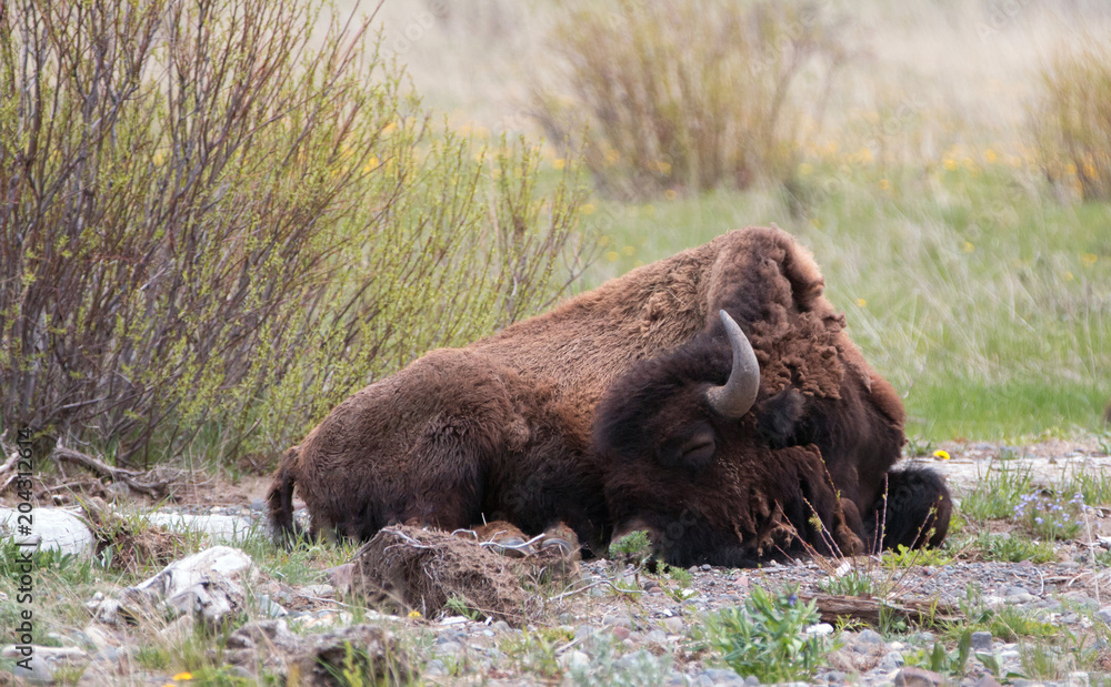 Bison Buffalo Bull sleeping next to Pebble Creek in the Lamar Valley in Yellowstone National Park in Wyoming USA Bison Buffalo Bull sleeping next to Pebble Creek in the Lamar Valley in Yellowstone National Park in Wyoming USA