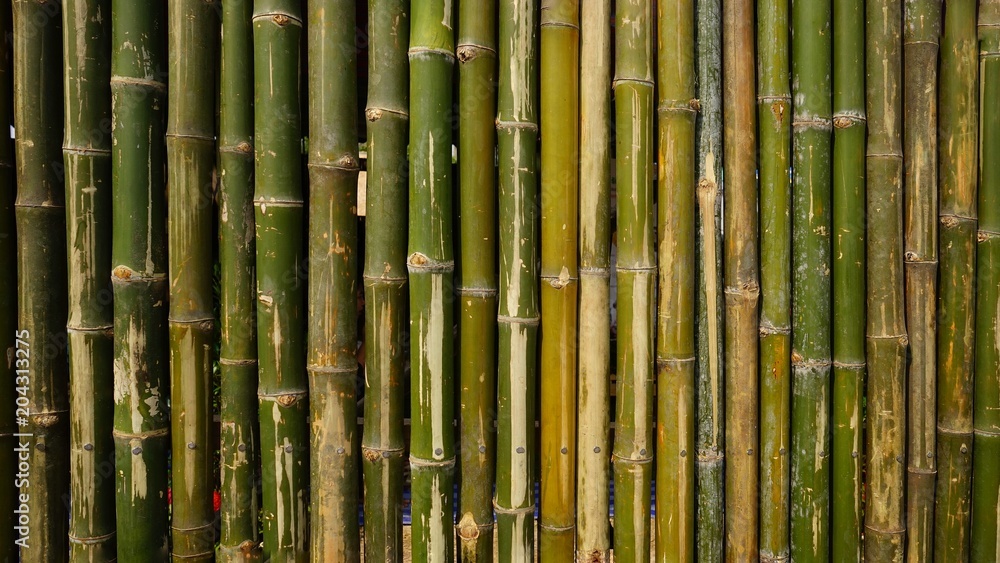 background of green bamboo background of green bamboo