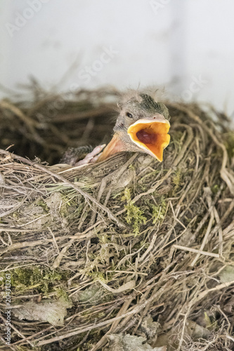 Young bird in the nest.