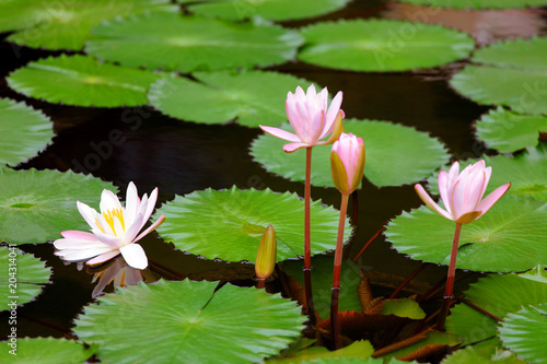 magnificent pink lotus with green leaves blooming in the water surface