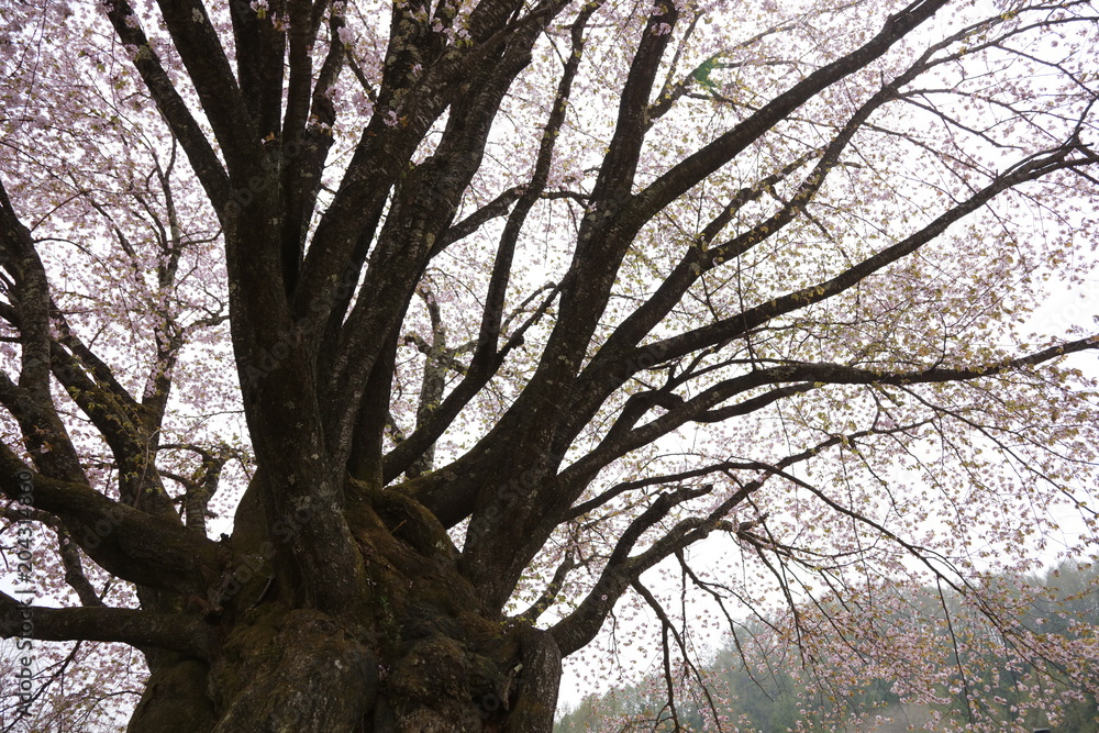 Fototapeta premium 天王桜