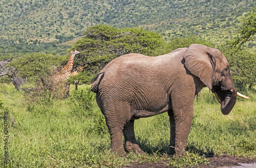Elephant and Two Giraffe in Natural Wilderness Landscape