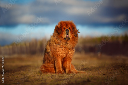 Leinwand Poster Beautiful dog breed Tibetan mastiff on a nature background.