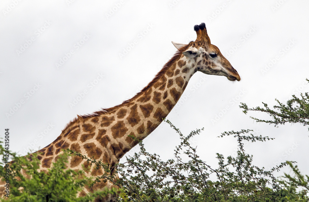 Obraz premium Pattern and Texture of Giraffe Body Against Overcast Sky