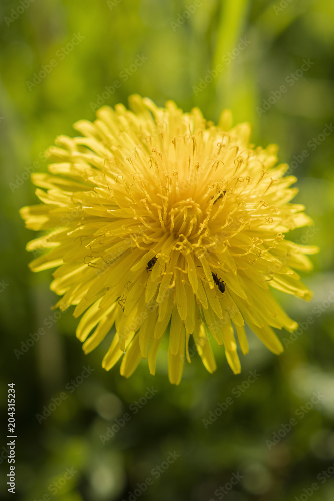 View of yellow dandelion flower. View of yellow dandelion flower.