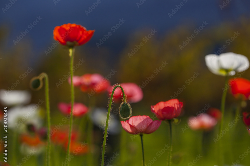 Naklejka premium Poppy