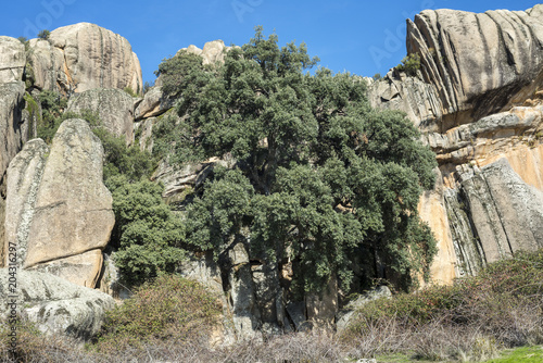 Fotografi Views of the Cork oak El Bandolero, The Highwayman Cork Oak