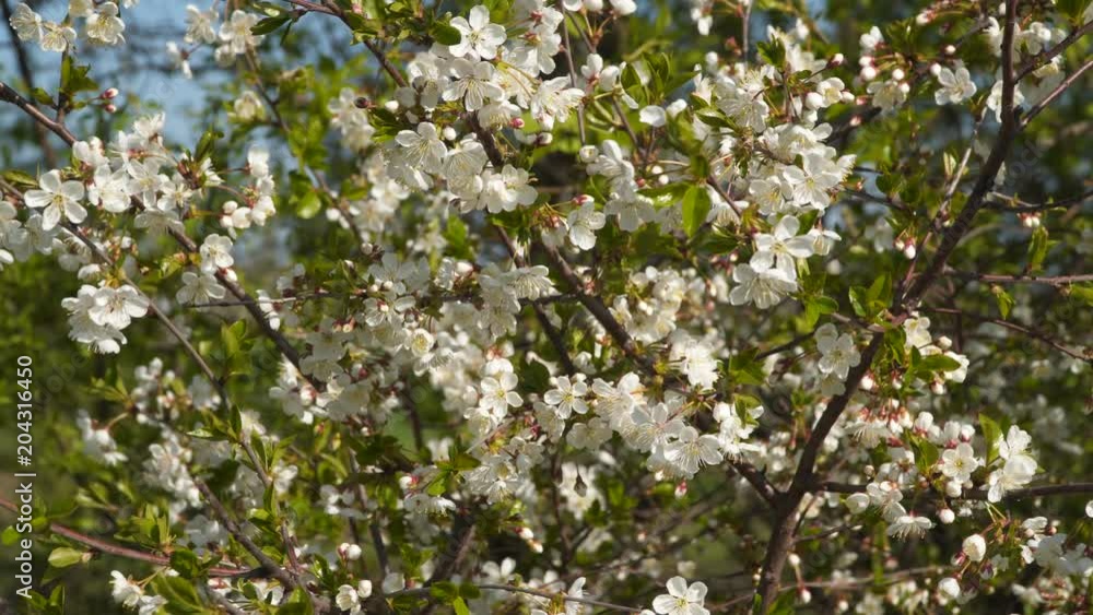 Spring Branch of a flowering tree. Spring Branch of a flowering tree.