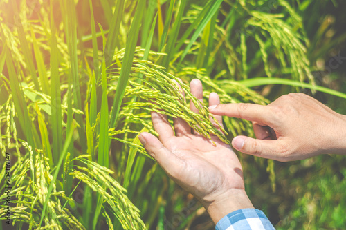Asian male farmer researching record data in the GMO rice fields.