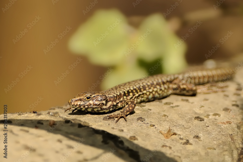 Italian wall lizard (Podarcis siculus) Italian wall lizard (Podarcis siculus)