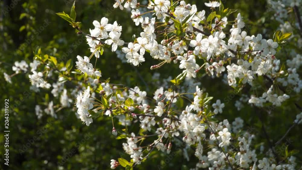 White flowers of blossoming cherries. White flowers of blossoming cherries.
