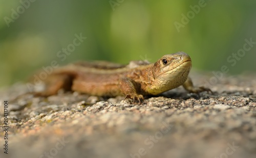 The viviparous lizard or common lizard (Zootoca vivipara) sitting on the stone