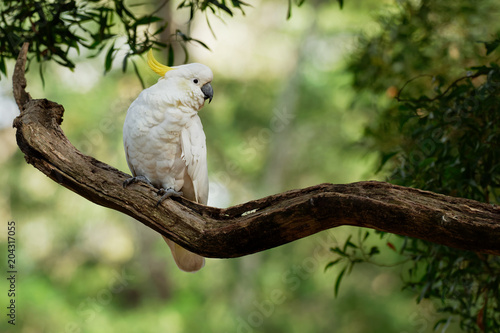Tableau sur toile Cacatua galerita - Sulphur-crested Cockatoo sitting on the branch in Australia