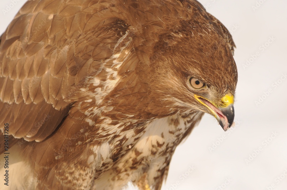 Fototapeta premium Common Buzzard - Buteo buteo sitting on the snow