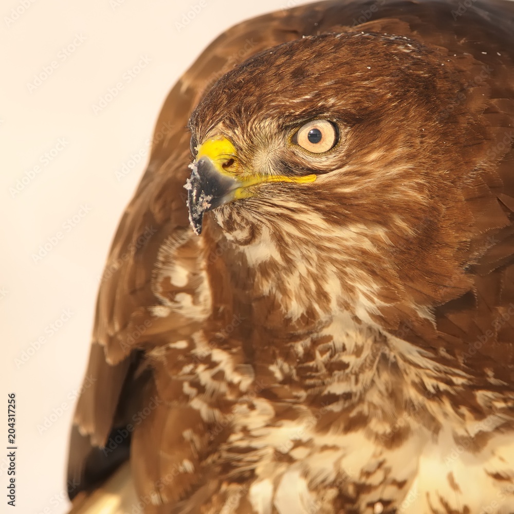 Obraz premium Common Buzzard - Buteo buteo sitting on the snow