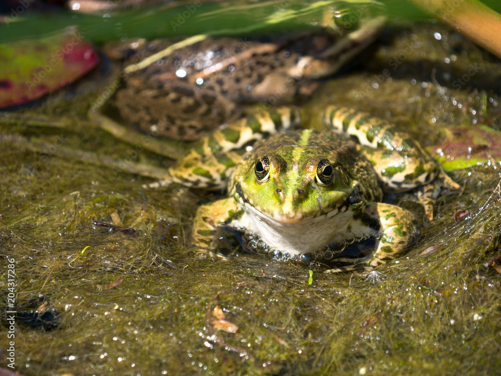 Grenouille Grenouille