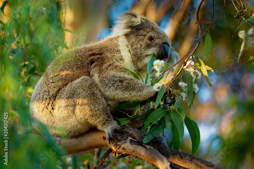 Koala - Phascolarctos cinereus on the tree in Australia