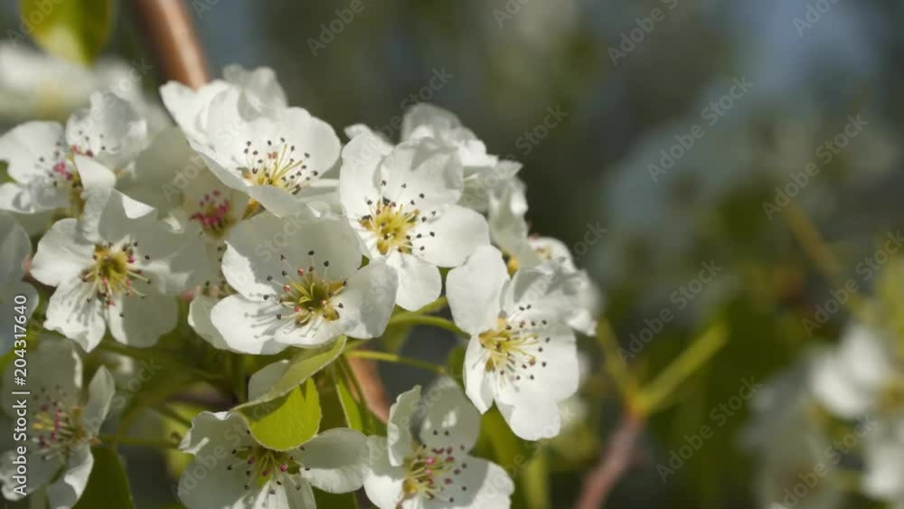 Flowering tree. Close-up of flowers on the branches, spring background. Shallow depth of field Flowering tree. Close-up of flowers on the branches, spring background. Shallow depth of field