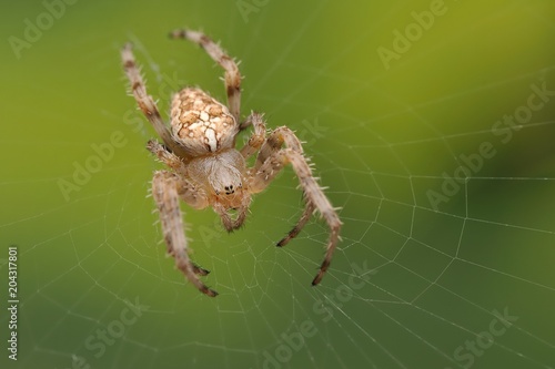 The european garden spider (Araneus diadematus) sitting in the spider net with green background.