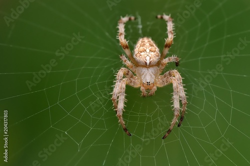 The european garden spider (Araneus diadematus) sitting in the spider net with green background.