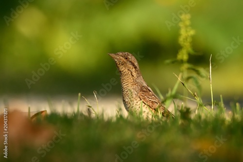 Wallpaper Mural Eurasian Wryneck - Jynx torquilla Torontodigital.ca