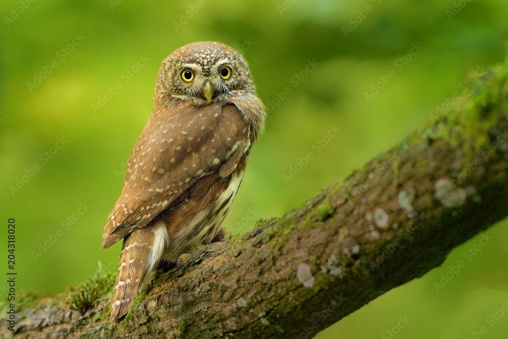 Eurasian Pygmy-Owl - Glaucidium passerinum Eurasian Pygmy-Owl - Glaucidium passerinum