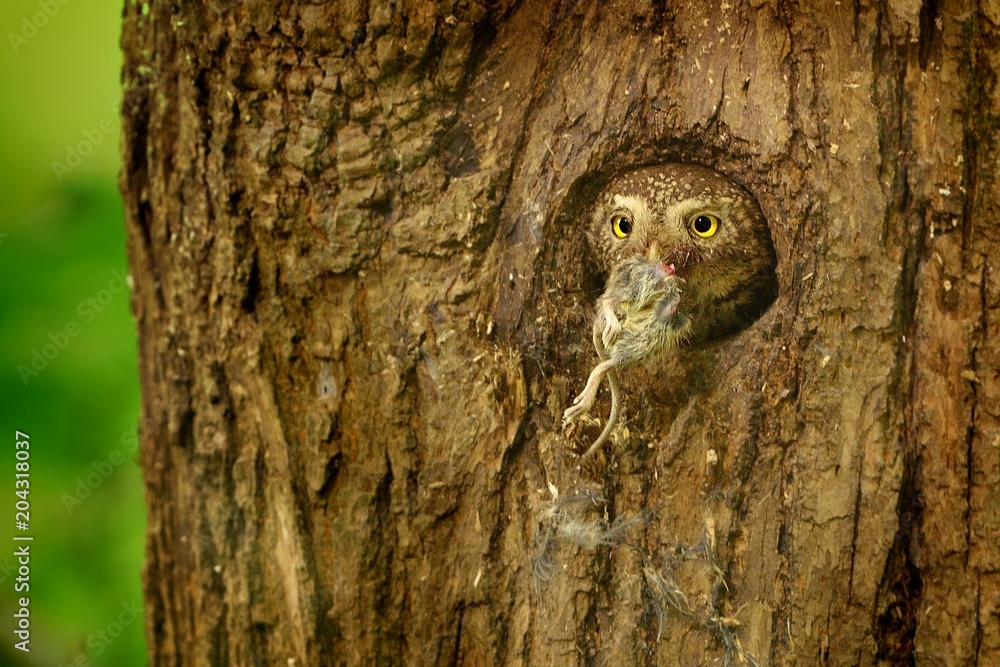 Eurasian Pygmy-Owl - Glaucidium passerinum Eurasian Pygmy-Owl - Glaucidium passerinum