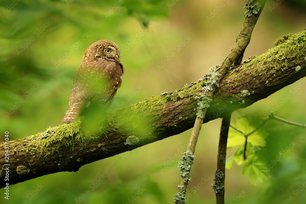Eurasian Pygmy-Owl - Glaucidium passerinum Eurasian Pygmy-Owl - Glaucidium passerinum