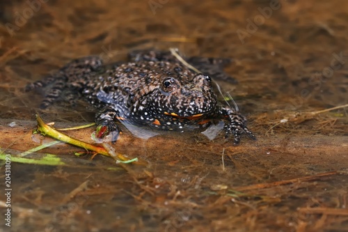 Fire-bellied Toad in the lagoon.