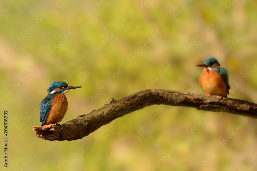 Fototapeta premium Common Kingfisher - Alcedo atthis male and female - pair