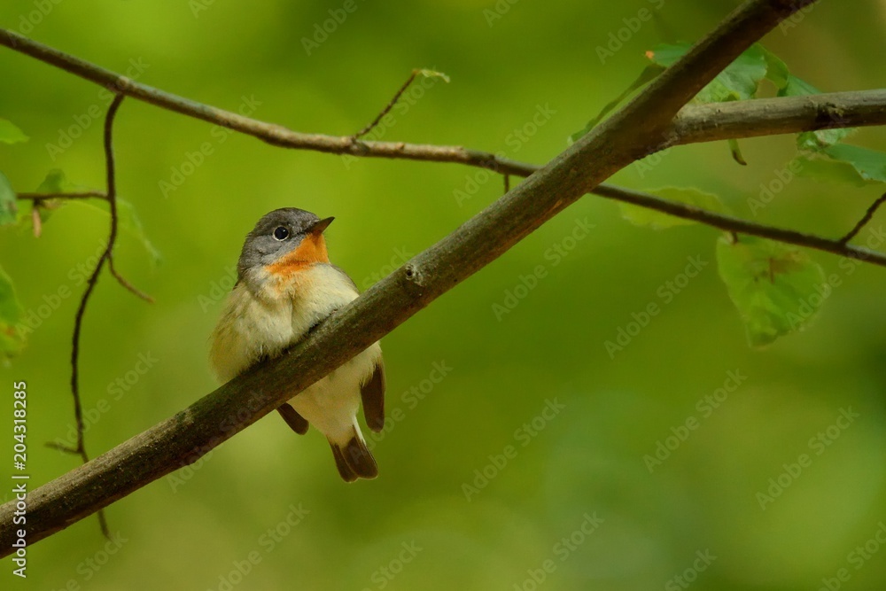 Red-breasted Flycatcher - Ficedula parva