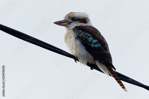 Dacelo novaeguineae - Laughing Kookaburra big kingfisher sitting on the branch in green forrest photo