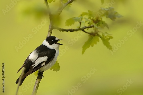 Collared Flycatcher - Ficedula albicollis - black and white male sitting on the oak branch and singing.Green background in the spring