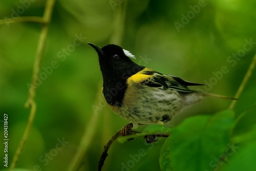 Notiomystis cincta - Stitchbird - Hihi photo