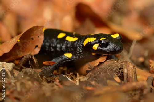 The fire salamander (Salamandra salamandra)