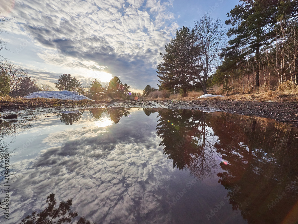 Fototapeta premium reflection of a pine forest in the water. Spring