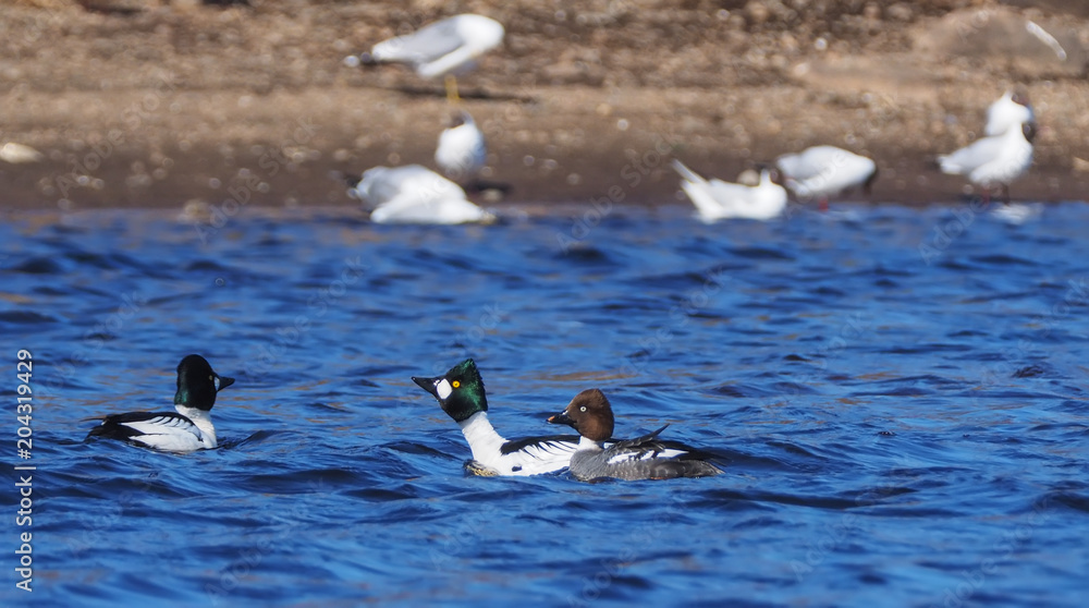 Fototapeta premium goldeneye duck on the water