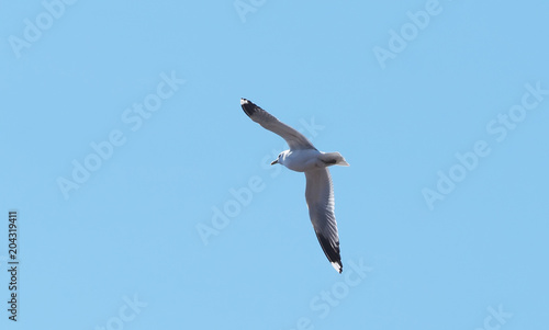 seagull in flight over water