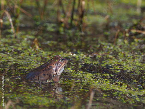 frog in the pond © enskanto