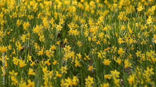 Tilt up of yellow daffodils and jonquils in early spring. photo