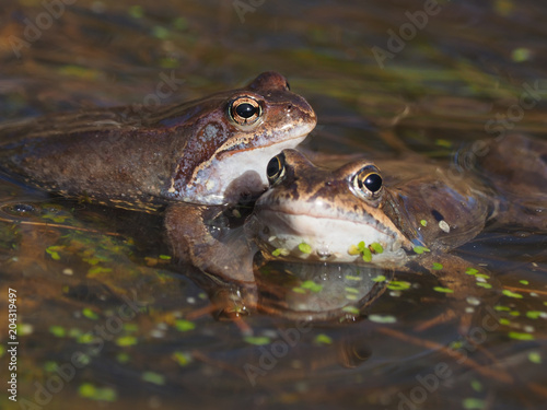 frog in the pond © enskanto