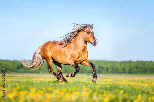 Fototapeta Naklejka Na Ścianę i Meble -  Beautiful horse running on a summer meadow covered with dandelions.