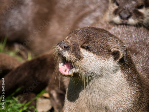 Loutre