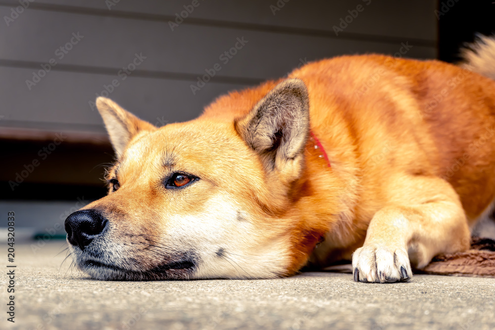 伏せをする犬 Stock 写真 Adobe Stock