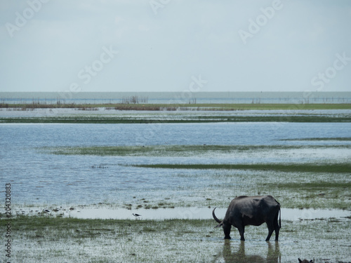 water buffero photo