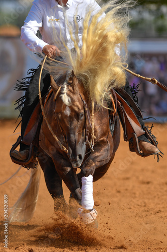The front view of a rider in jeans, cowboy chaps and checkered shirt on a reining horse slides to a stop in the red clay an arena.