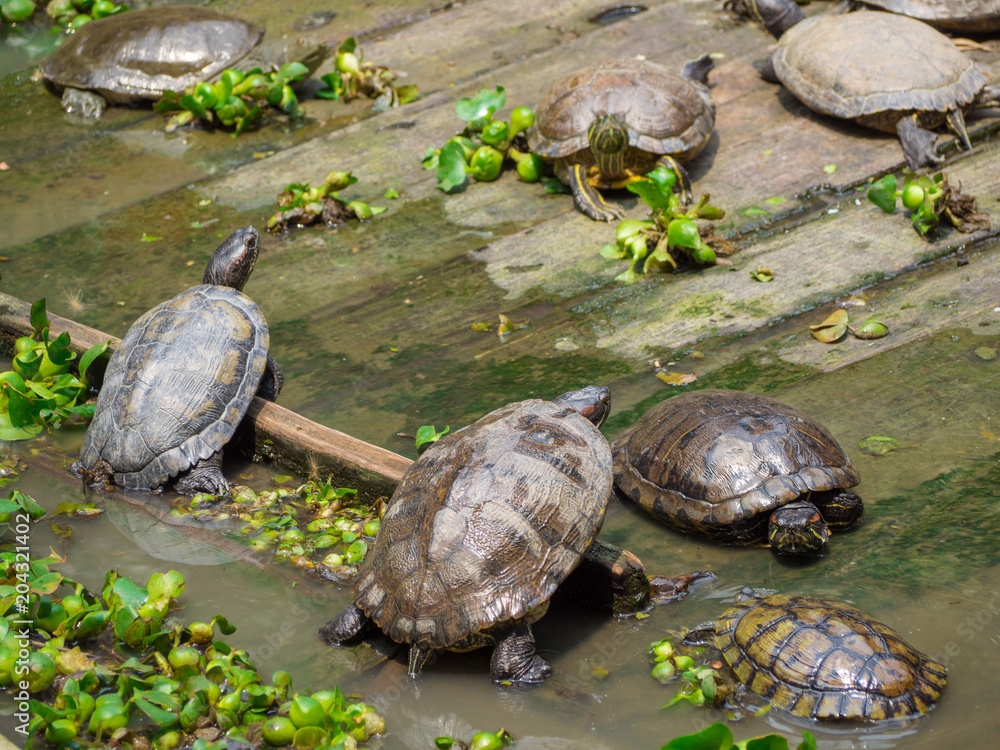 Freshwater turtles on wooden Freshwater turtles on wooden